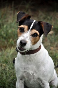 Complete an application and adopt a Jack Russell Terrier