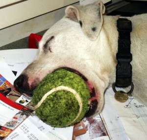 Merlin with his toy provided from a donation