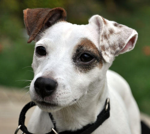 rescue jack russell