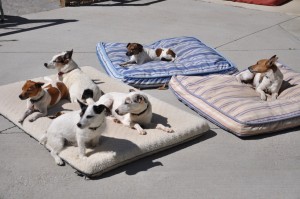 JG dogs sunning