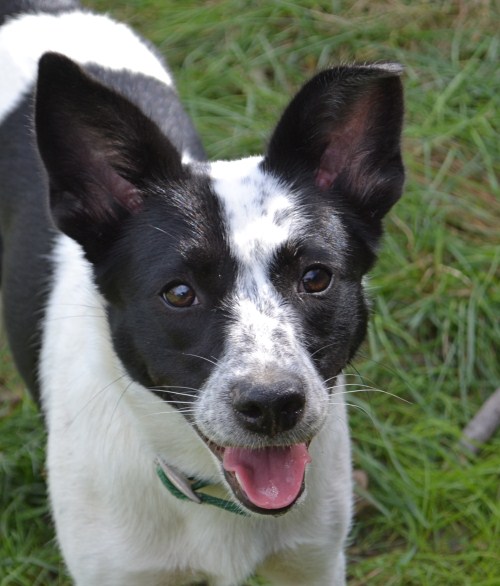parson russell terrier border collie mix