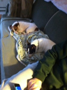 Jaimee slumbering with friend in new home