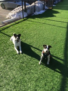 Oreo, right, with play pal, adopted