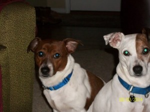 Sheffield, left and Maize landed their new home together