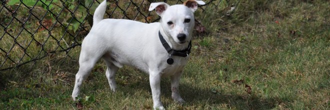 Max A New Sanctuary Jack Rus Terrier Rescue Max Came To Jacks Galore Find A New Home Six Year Old All White Puddin Jack With Some Brown On His Ears Was No Longer Able Stay In Due