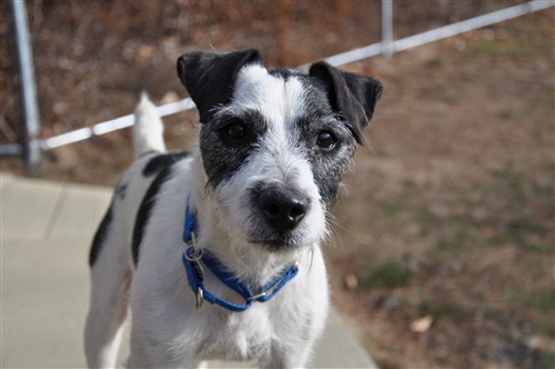 charlie jack russell terrier