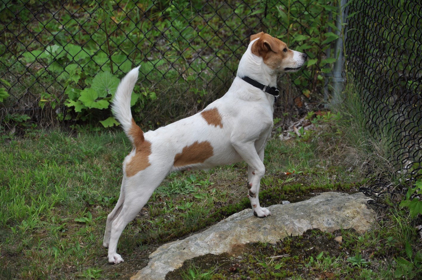 jack russell mountain feist mix