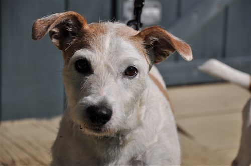 rescue jack russell