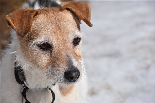 jack russell sanctuary