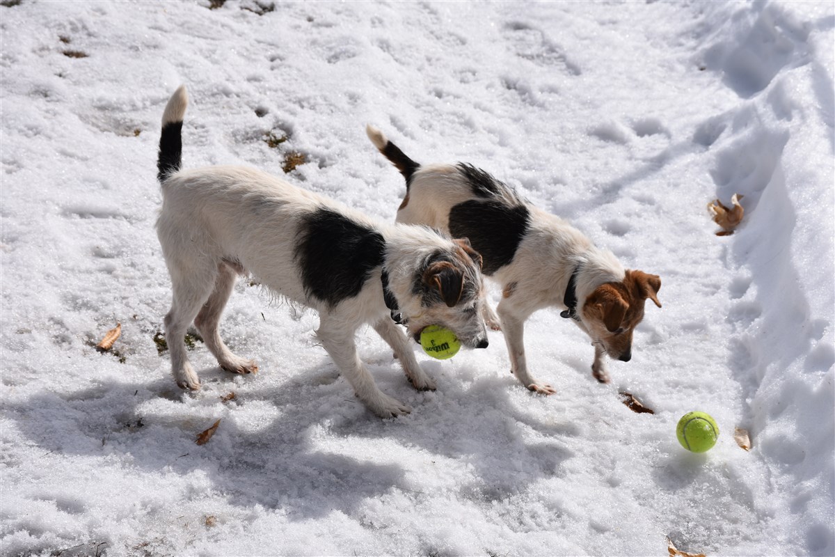 jack russell sanctuary