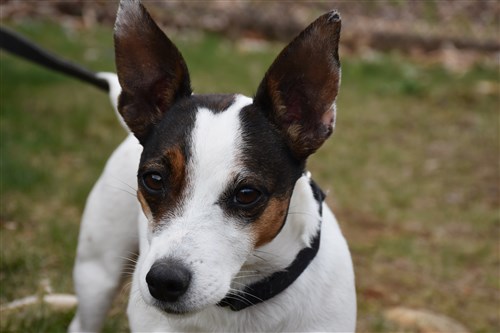 pointy eared jack russell