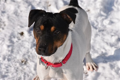 jack russell tri color