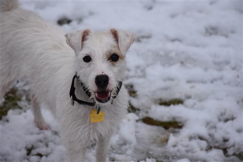 winter coats for jack russell terriers