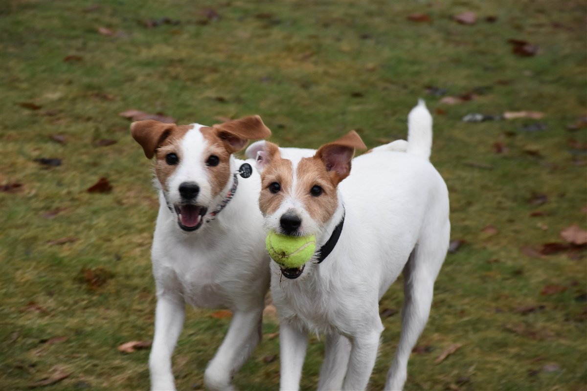 Arm Verzerrung Legitim jack russell dogs 101 Rippe Garantie Mehr als alles