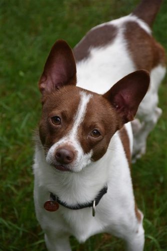 Gobey - Jacks Galore Jack Russell Terrier Rescue