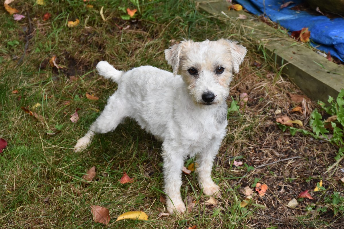 Dogs Archives - Jacks Galore Jack Russell Terrier Rescue