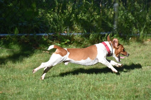 Smooch Jacks Galore Jack Russell Terrier Rescue