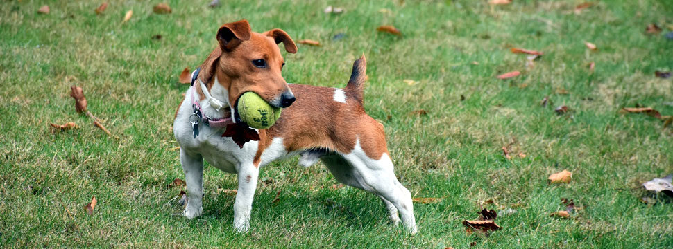 Jack Russell Terrier Rescue - Jacks Galore in Washington, Massachusetts